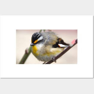 Striated Pardalote   - Adelaide Hills - Fleurieu Peninsula by South Australian artist Avril Thomas Posters and Art